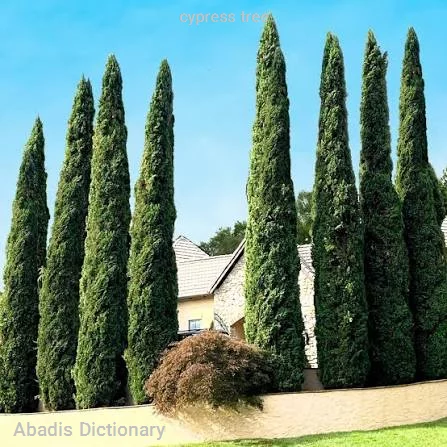 cypress tree
